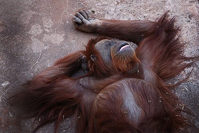 orangutango