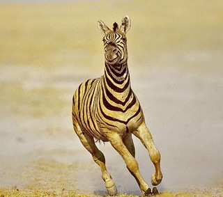 zebra-correndo