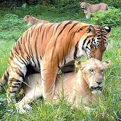 tiger-sex