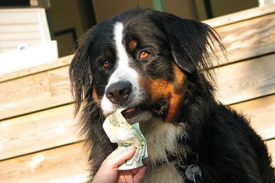 cachorro-dinheiro