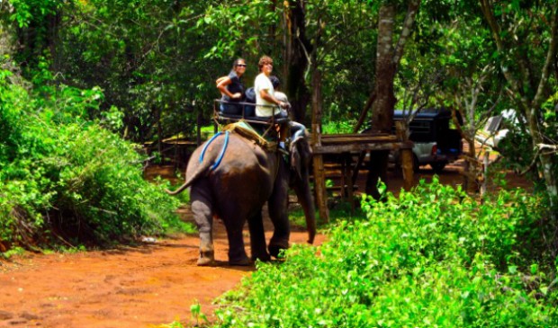 Elefantes em Chiang Mai, Tailândia