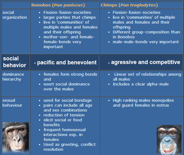 Comparação entre bonobos e chipanzés